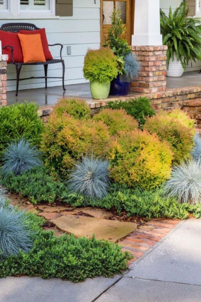 Декоративна туя Голден Таффет для альпійської гірки.